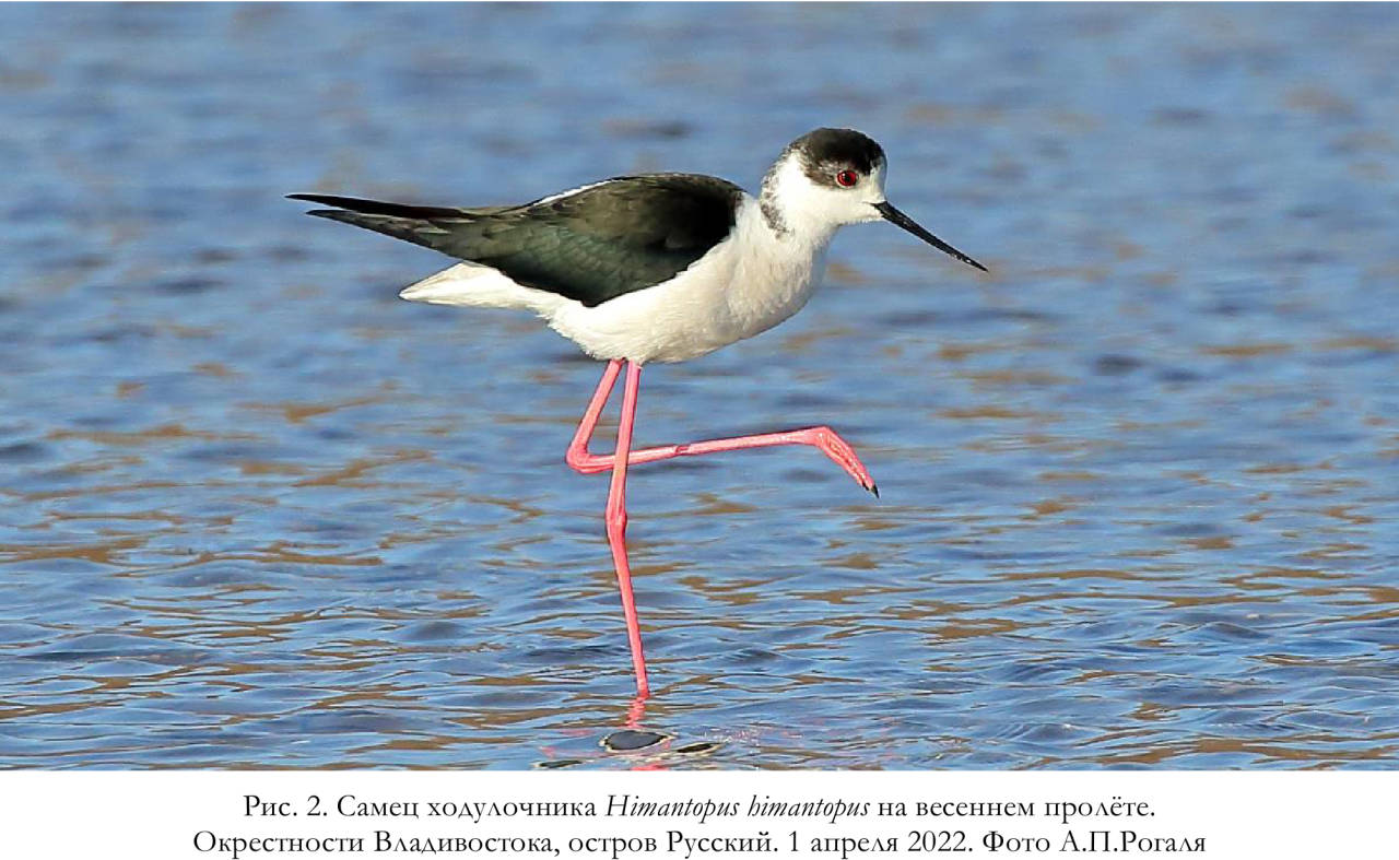 Самец ходулочника Himantopus himantopus на весеннем пролёте.
Окрестности Владивостока, остров Русский
