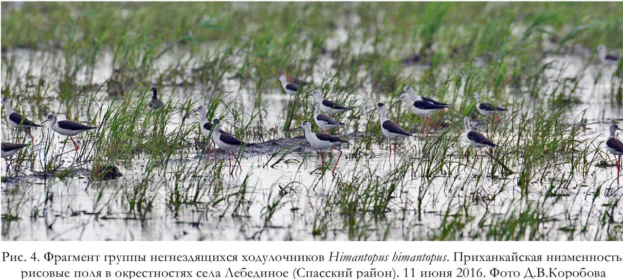 Фрагмент группы негнездящихся ходулочников Himantopus himantopus. Приханкайская низменность, рисовые поля в окрестностях села Лебединое