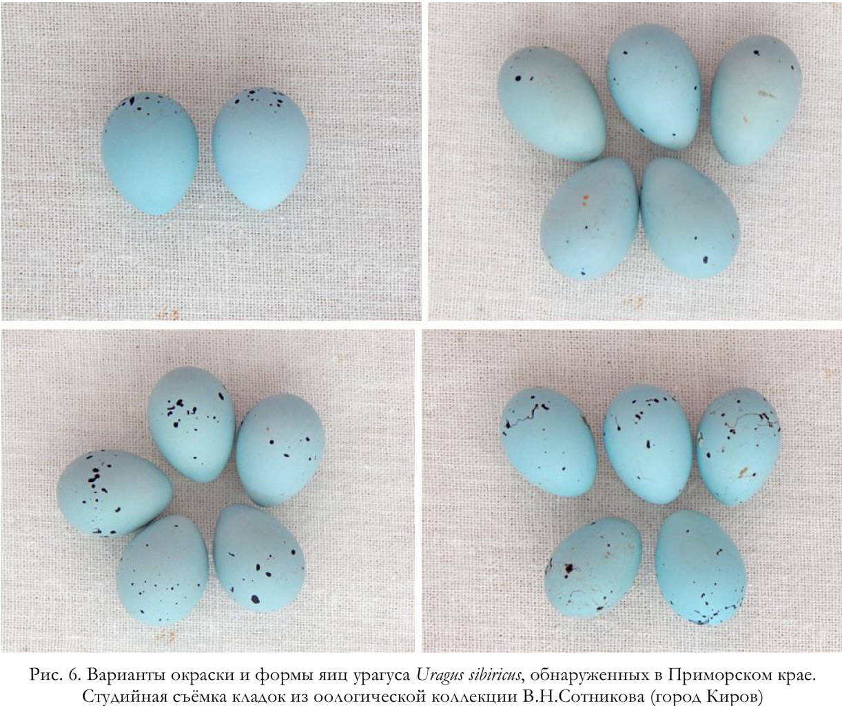 Варианты окраски и формы яиц урагуса Uragus sibiricus, обнаруженных в Приморском крае