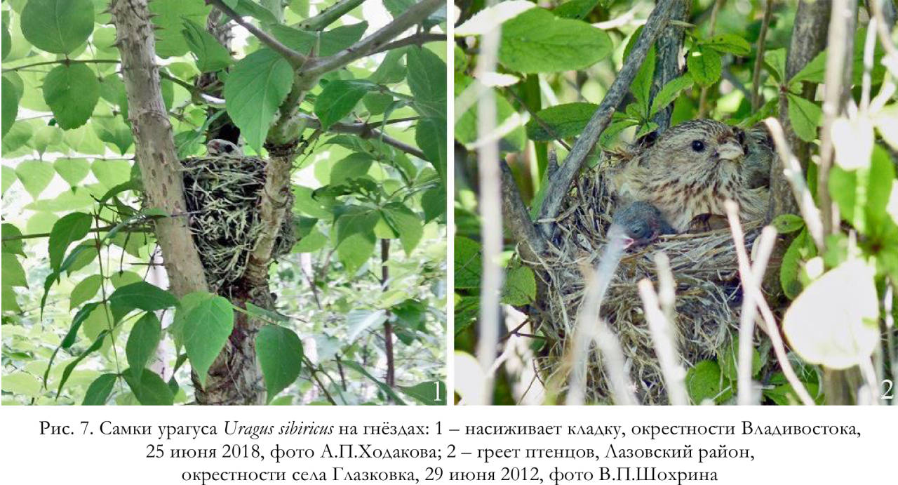 Самки урагуса Uragus sibiricus на гнёздах
