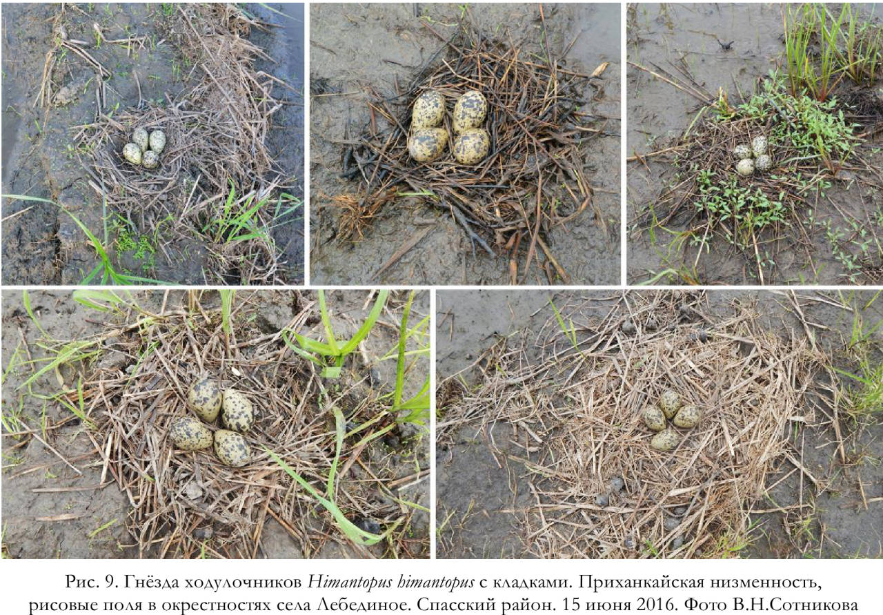 Гнёзда ходулочников Himantopus himantopus с кладками. Приханкайская низменность, рисовые поля в окрестностях села Лебединое