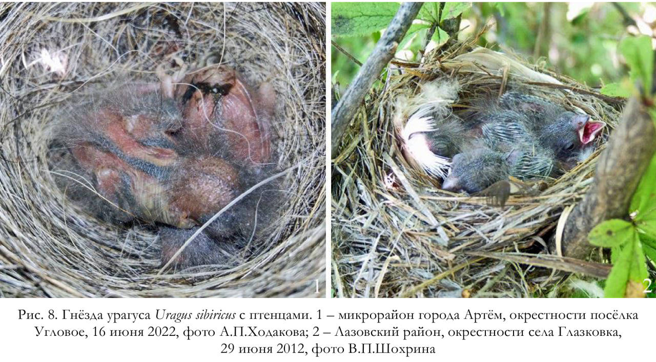 Гнёзда урагуса Uragus sibiricus с птенцами