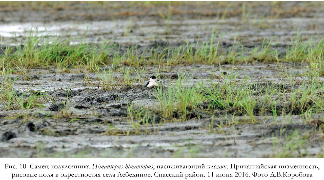 Самец ходулочника Himantopus himantopus, насиживающий кладку. Приханкайская низменность