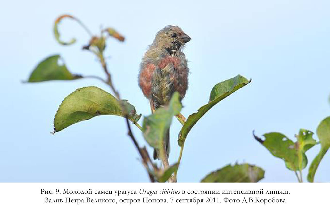 Молодой самец урагуса Uragus sibiricus в состоянии интенсивной линьки