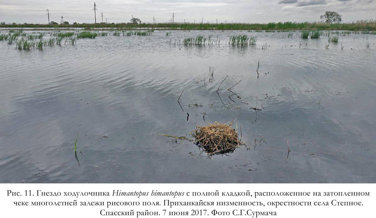 Гнездо ходулочника Himantopus himantopus с полной кладкой, расположенное на затопленном чеке многолетней залежи рисового поля