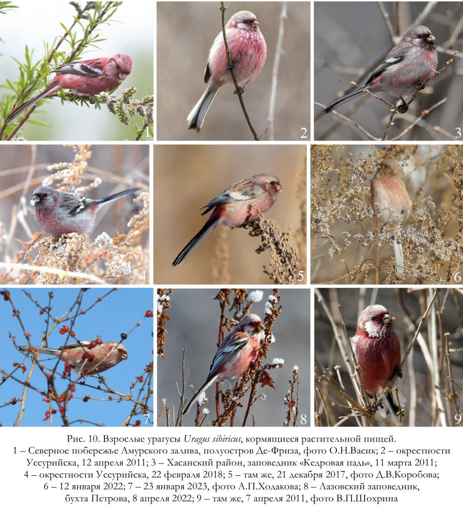 Взрослые урагусы Uragus sibiricus, кормящиеся растительной пищей