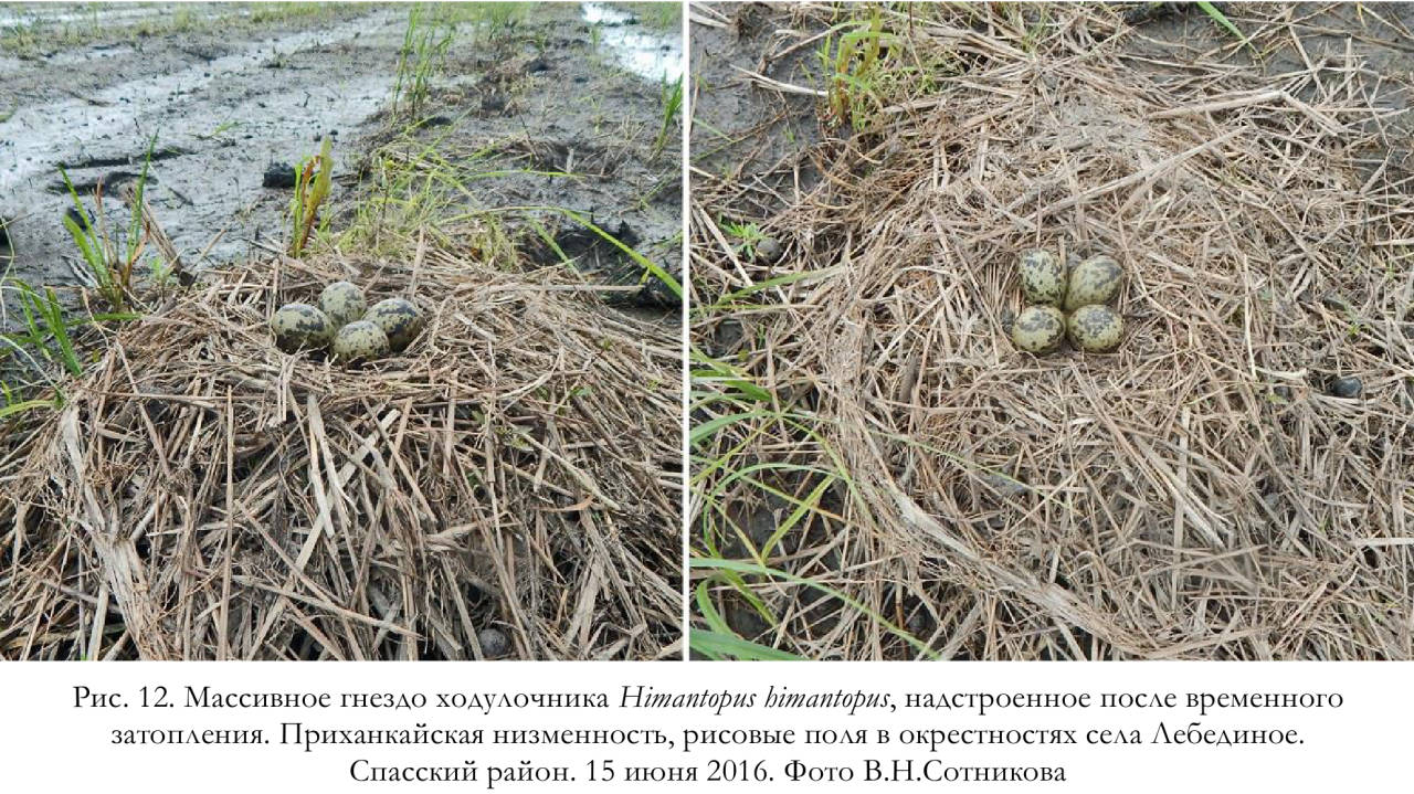 Массивное гнездо ходулочника Himantopus himantopus, надстроенное после временного затопления