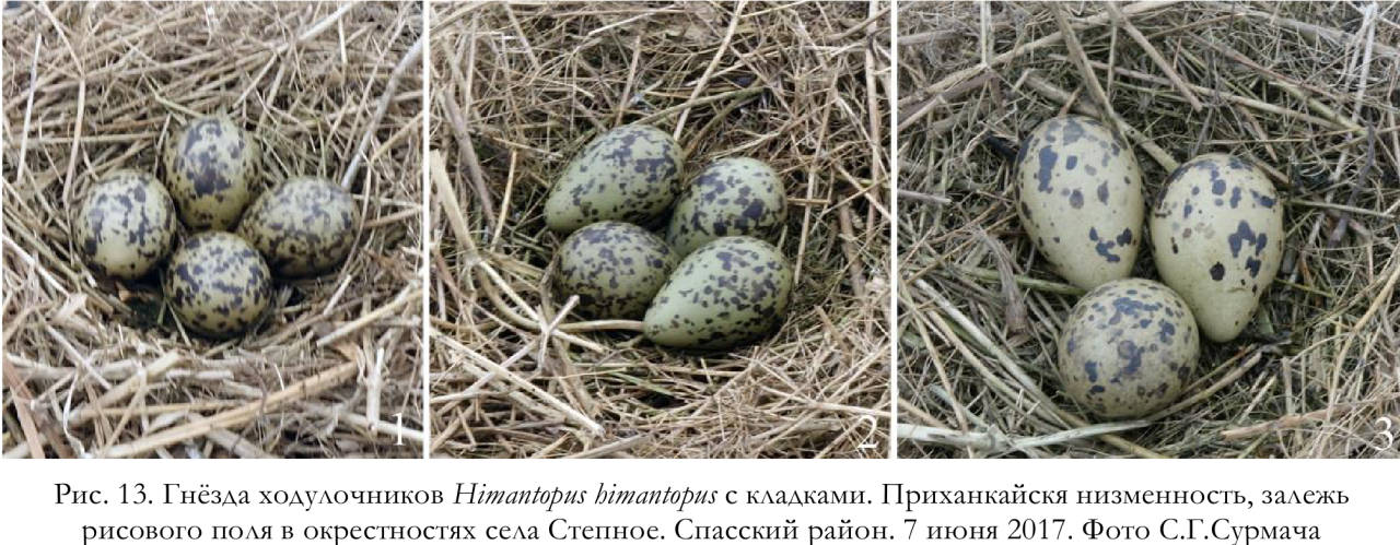 Гнёзда ходулочников Himantopus himantopus с кладками. Приханкайскя низменность