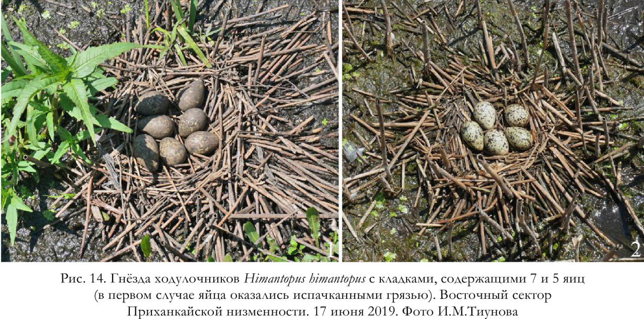 Гнёзда ходулочников Himantopus himantopus с кладками, содержащими 7 и 5 яиц