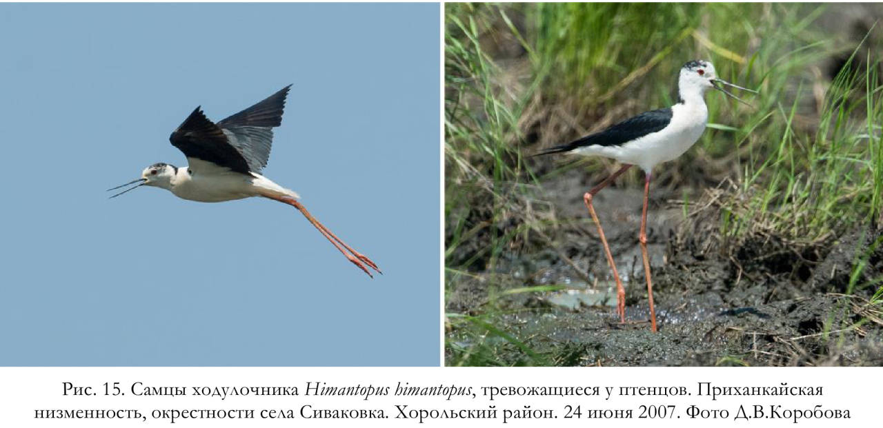 Самцы ходулочника Himantopus himantopus, тревожащиеся у птенцов. Приханкайская низменность