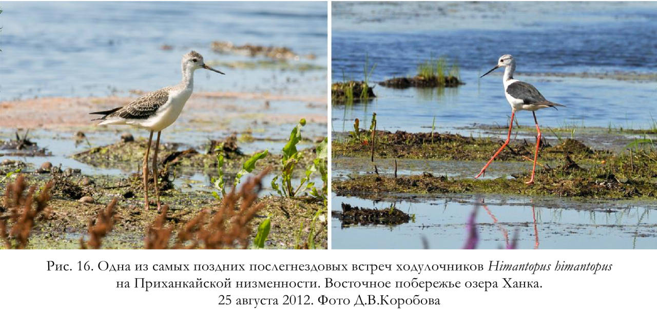 Одна из самых поздних послегнездовых встреч ходулочников Himantopus himantopus на Приханкайской низменности