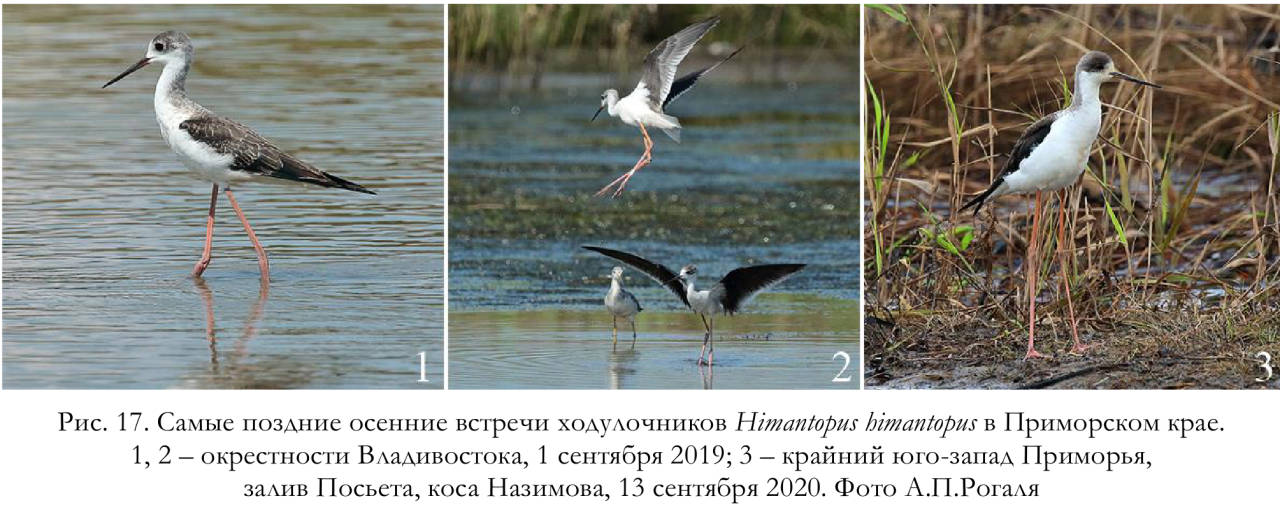 Самые поздние осенние встречи ходулочников Himantopus himantopus в Приморском крае