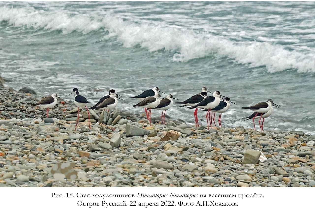 Стая ходулочников Himantopus himantopus на весеннем пролёте