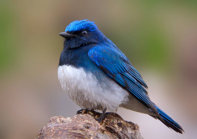 синяя мухоловка Cyanoptila cyanomelana