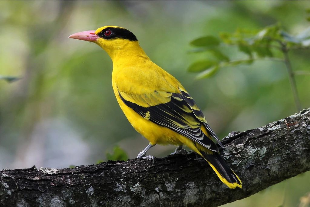 птицы Приморского края китайская иволга Oriolus chinensis