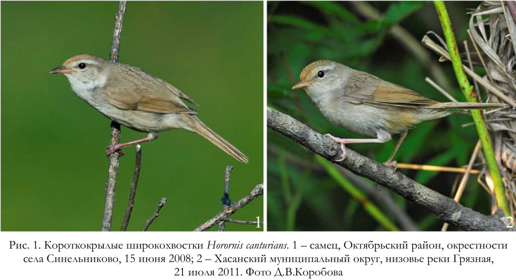 Короткокрылые широкохвостки Horornis canturians