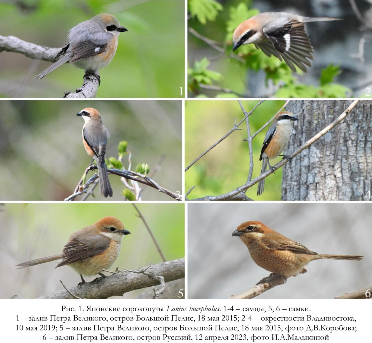 Японские сорокопуты Lanius bucephalu