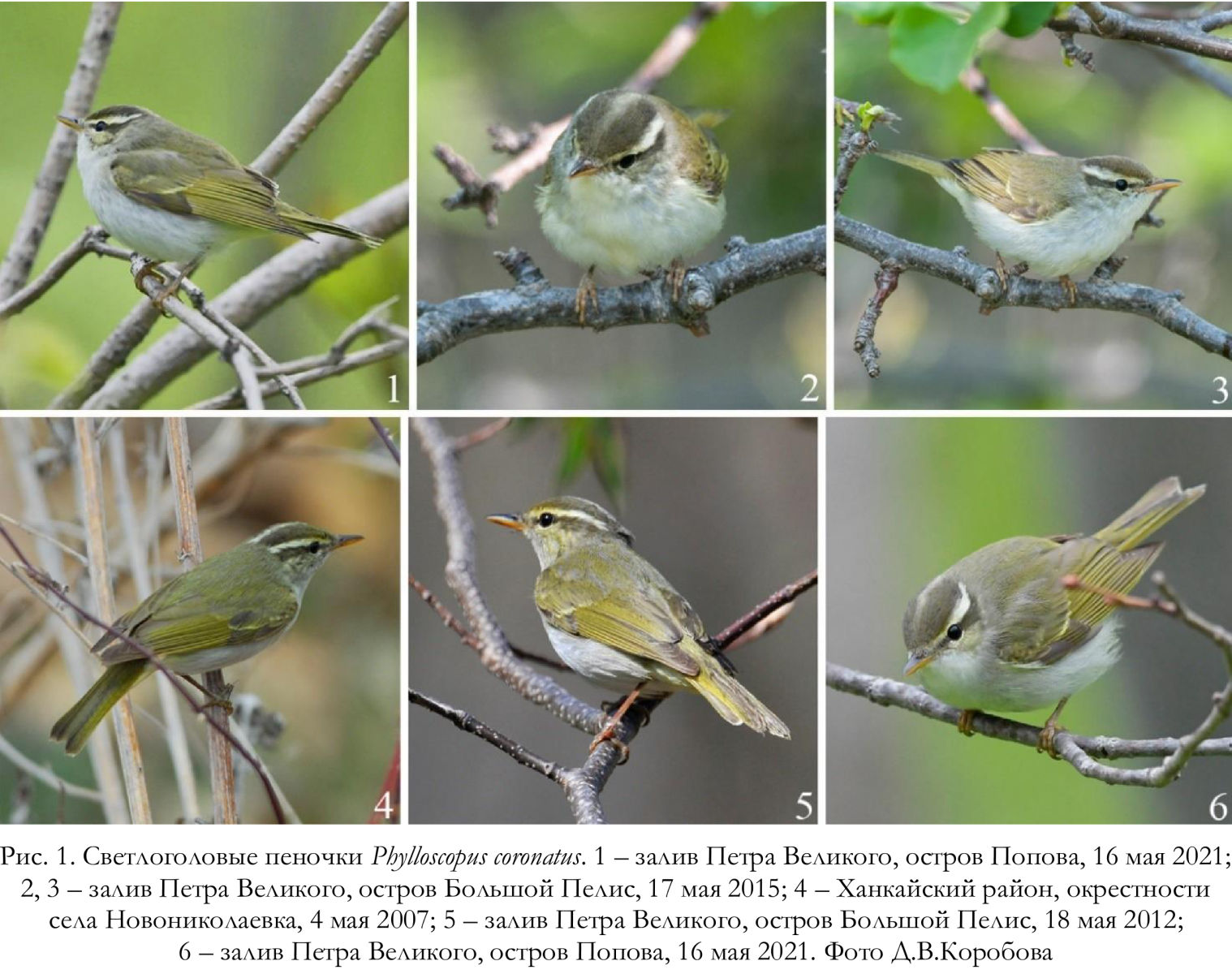 Светлоголовые пеночки Phylloscopus coronatus