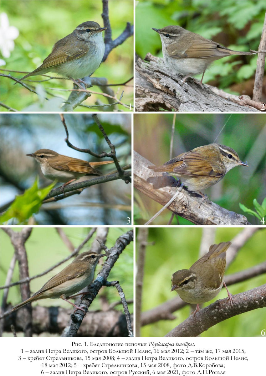 Бледноногие пеночки Phylloscopus tenellipes