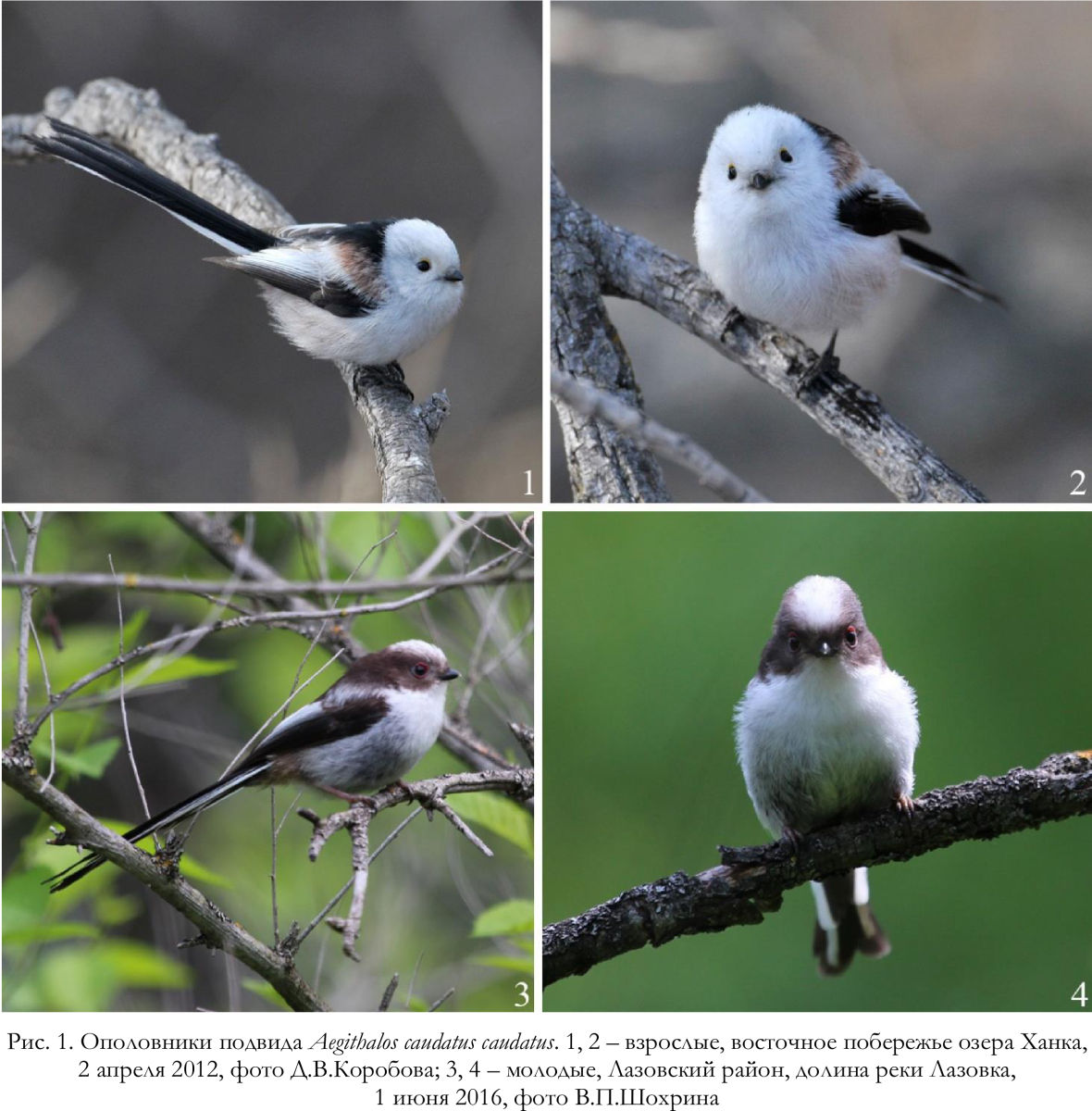 Ополовники подвида Aegithalos caudatus сaudatus