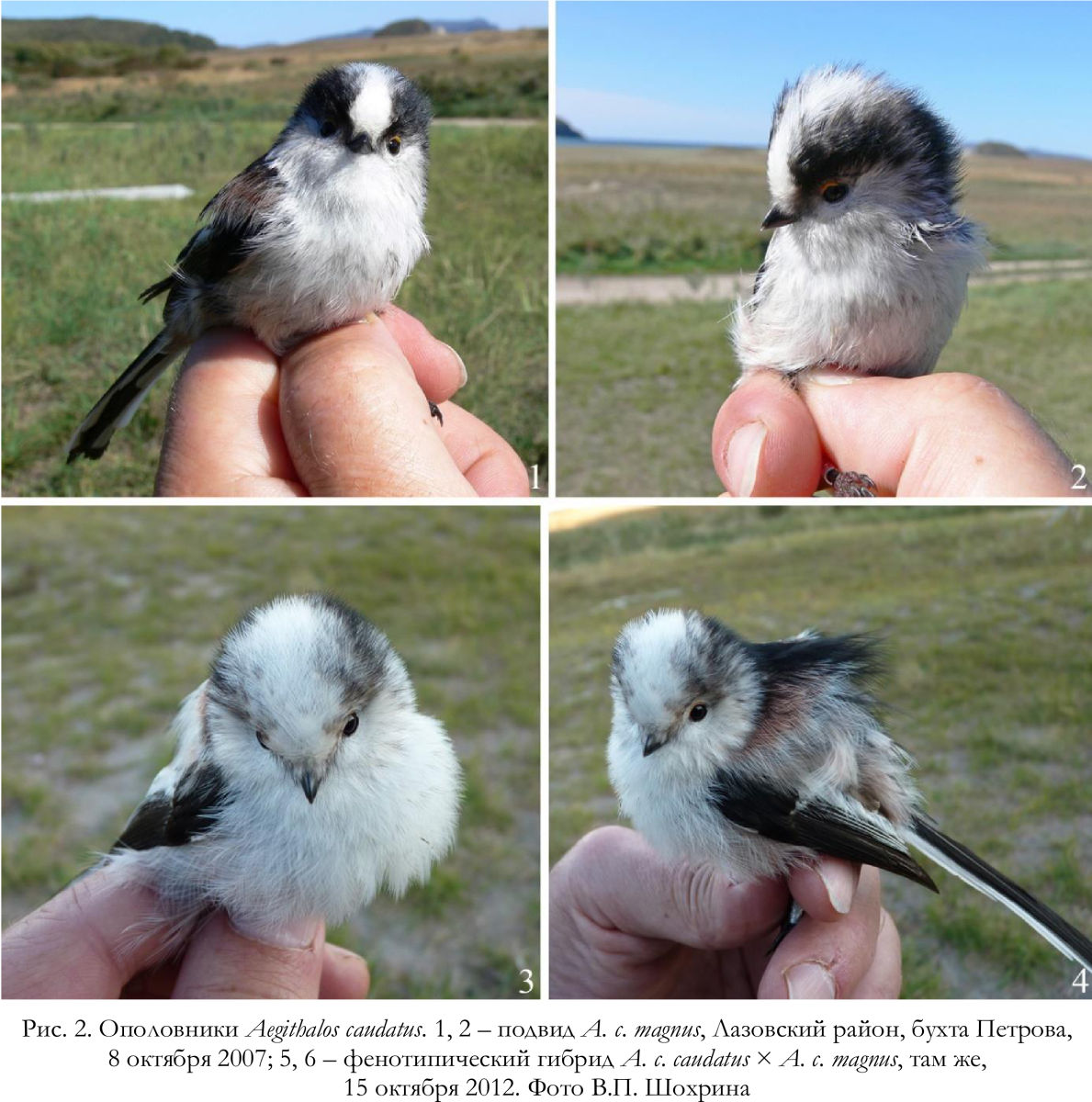 Ополовники Aegithalos caudatus