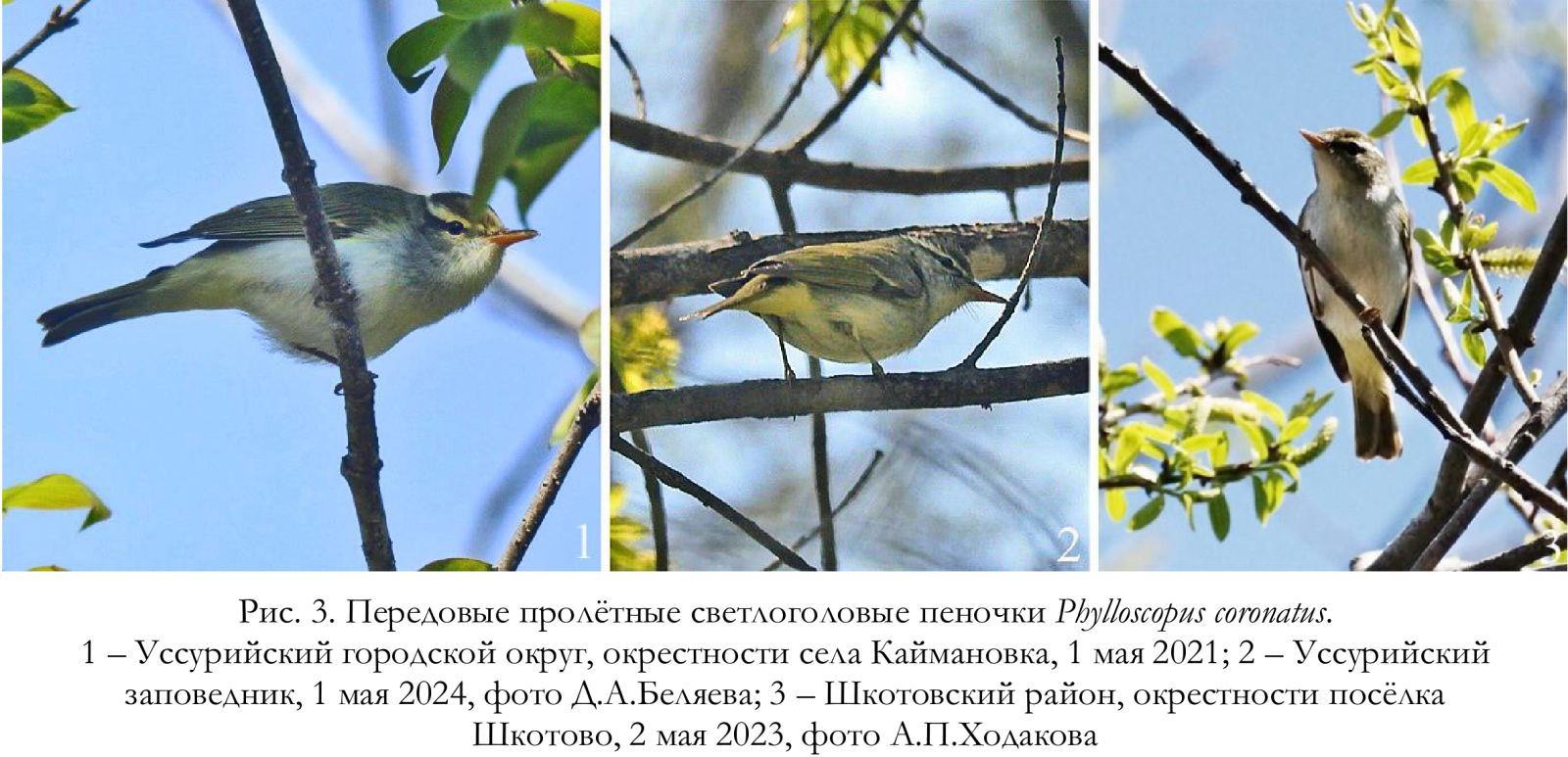 Передовые пролётные светлоголовые пеночки Phylloscopus coronatus