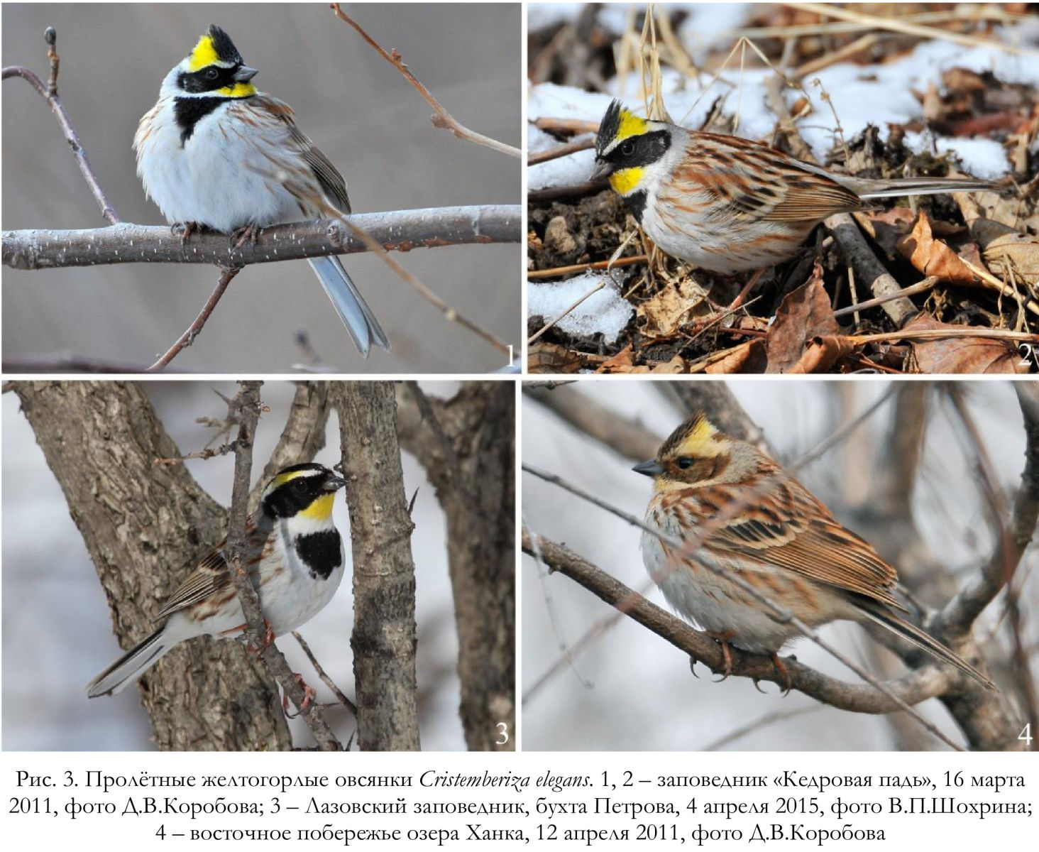 Пролётные желтогорлые овсянки Cristemberiza elegans