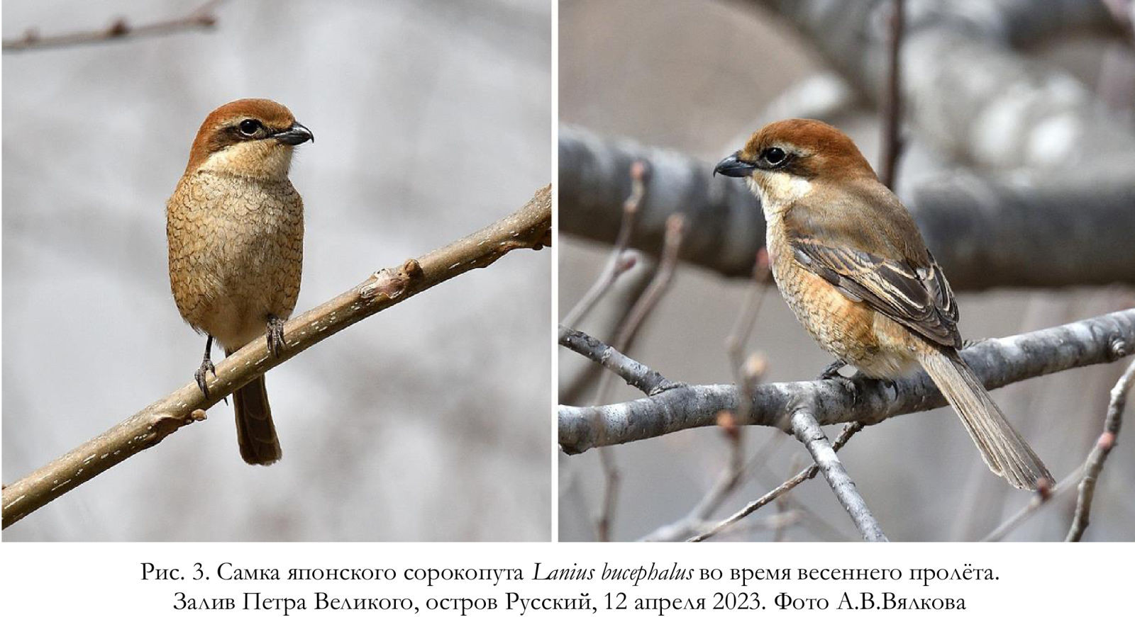 Самка японского сорокопута Lanius bucephalus во время весеннего пролёта.