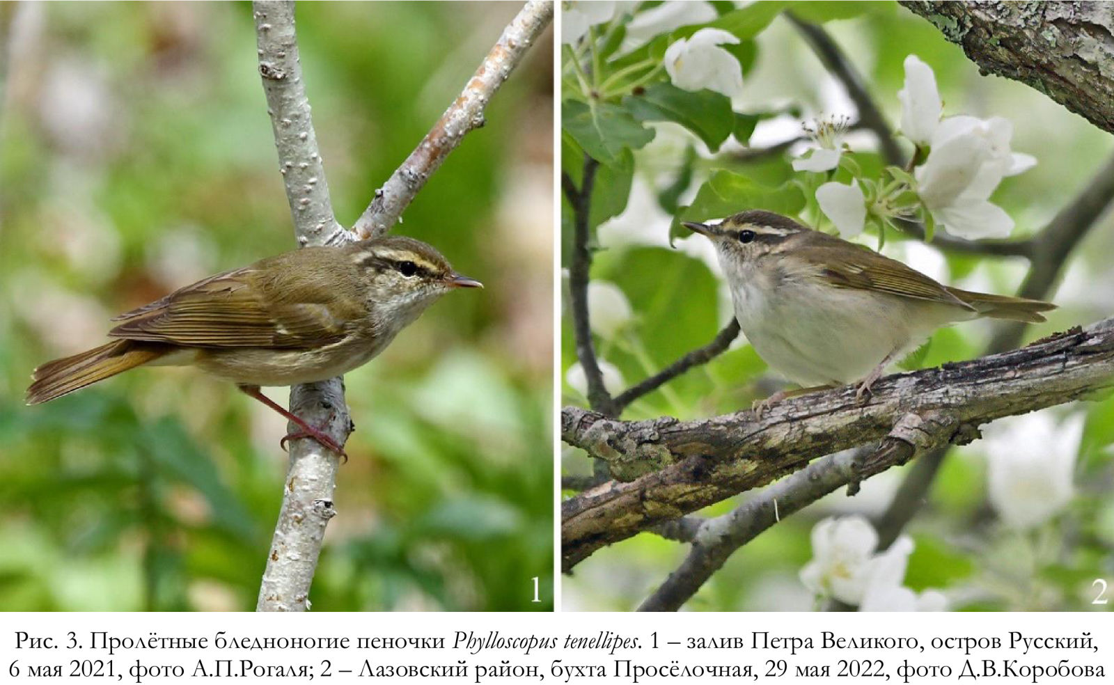 Пролётные бледноногие пеночки Phylloscopus tenellipes