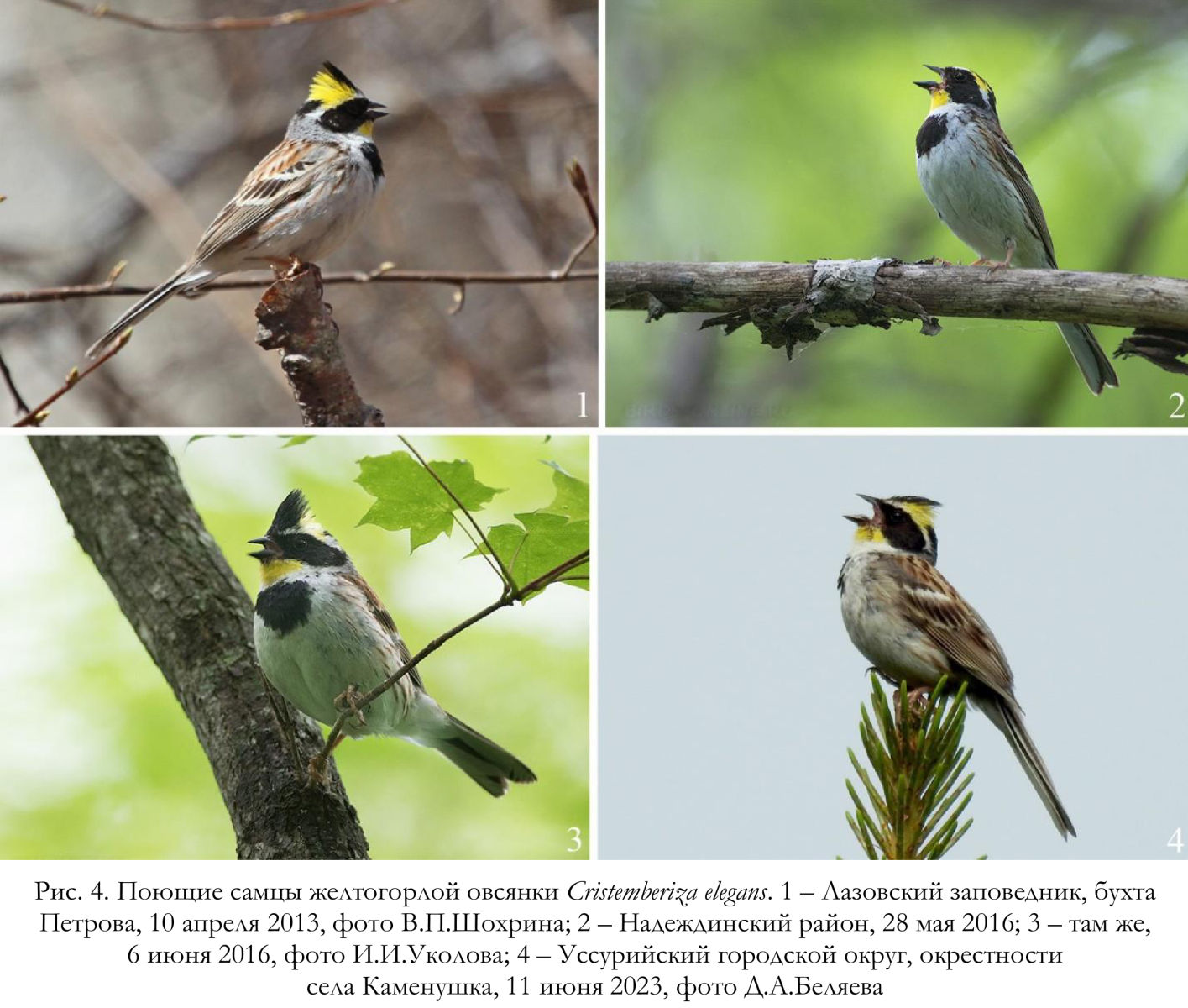 Поющие самцы желтогорлой овсянки Cristemberiza elegans