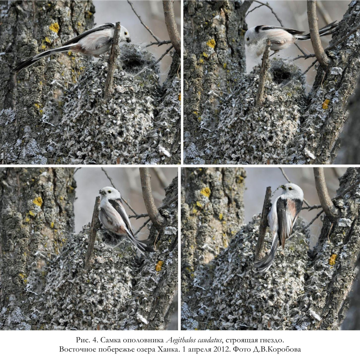 Самка ополовника Aegithalos caudatus, строящая гнездо.