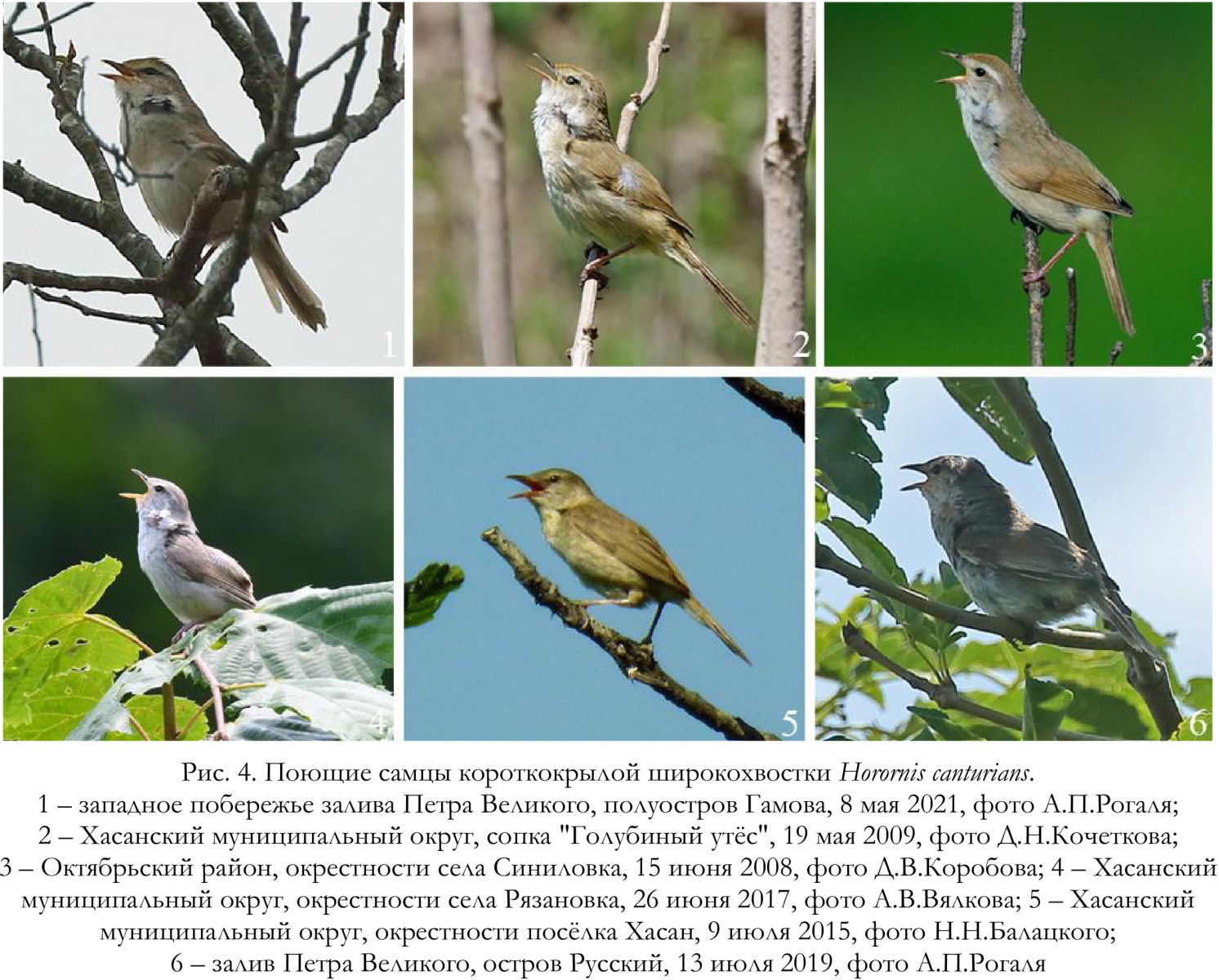Поющие самцы короткокрылой широкохвостки Horornis canturians.