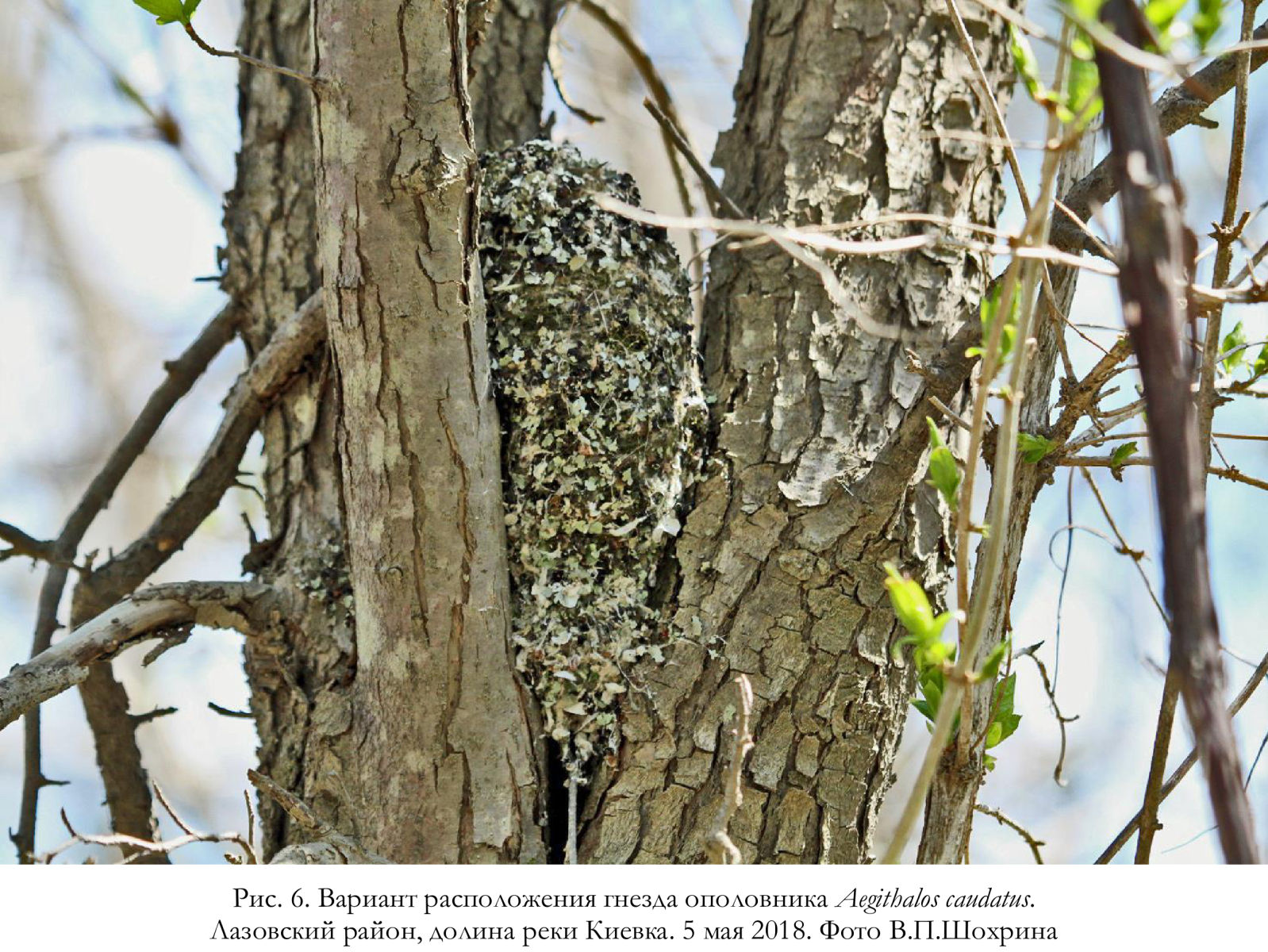 Вариант расположения гнезда ополовника Aegithalos caudatus