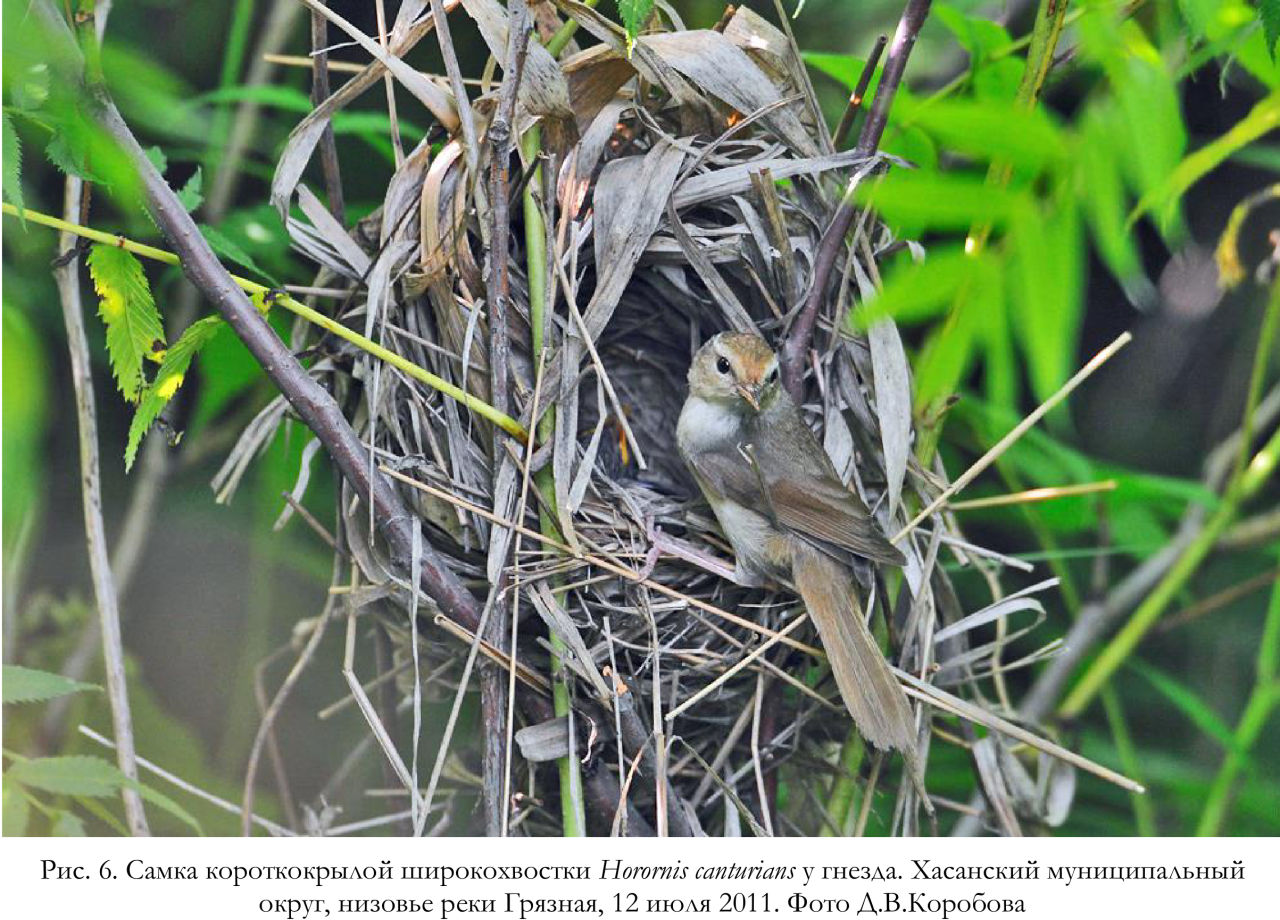 Самка короткокрылой широкохвостки Horornis canturians у гнезда. Хасанский муниципальный округ, низовье реки Грязная