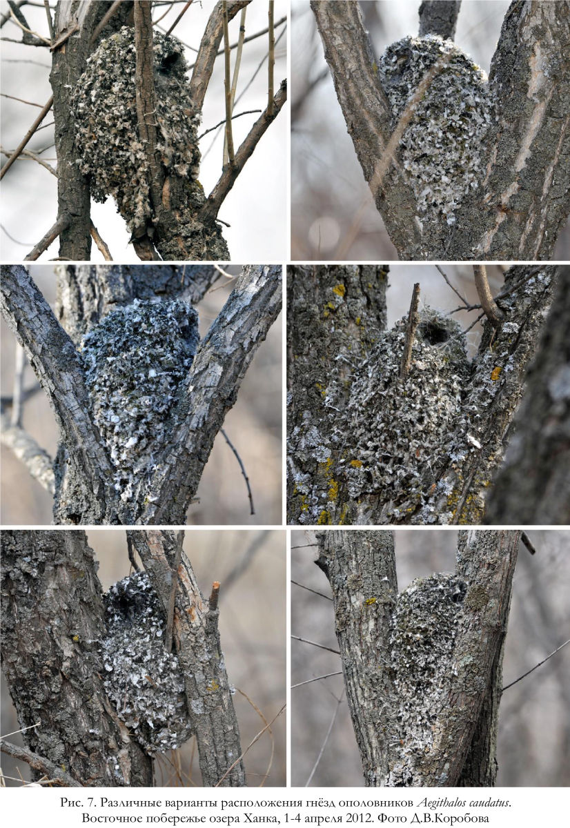 Различные варианты расположения гнёзд ополовников Aegithalos caudatus.