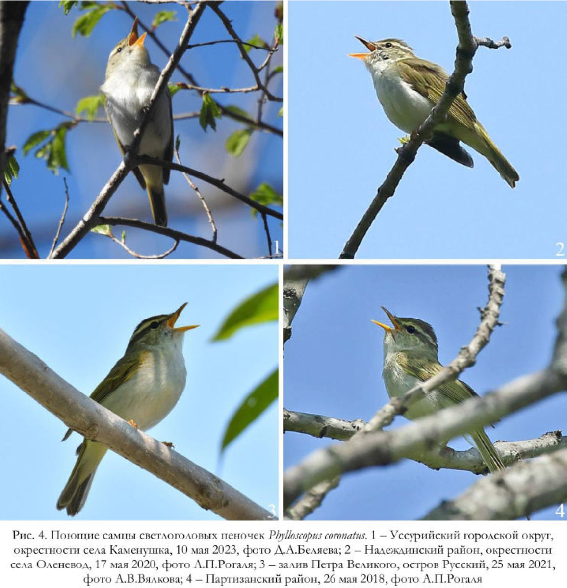 Поющие самцы светлоголовых пеночек Phylloscopus coronatus