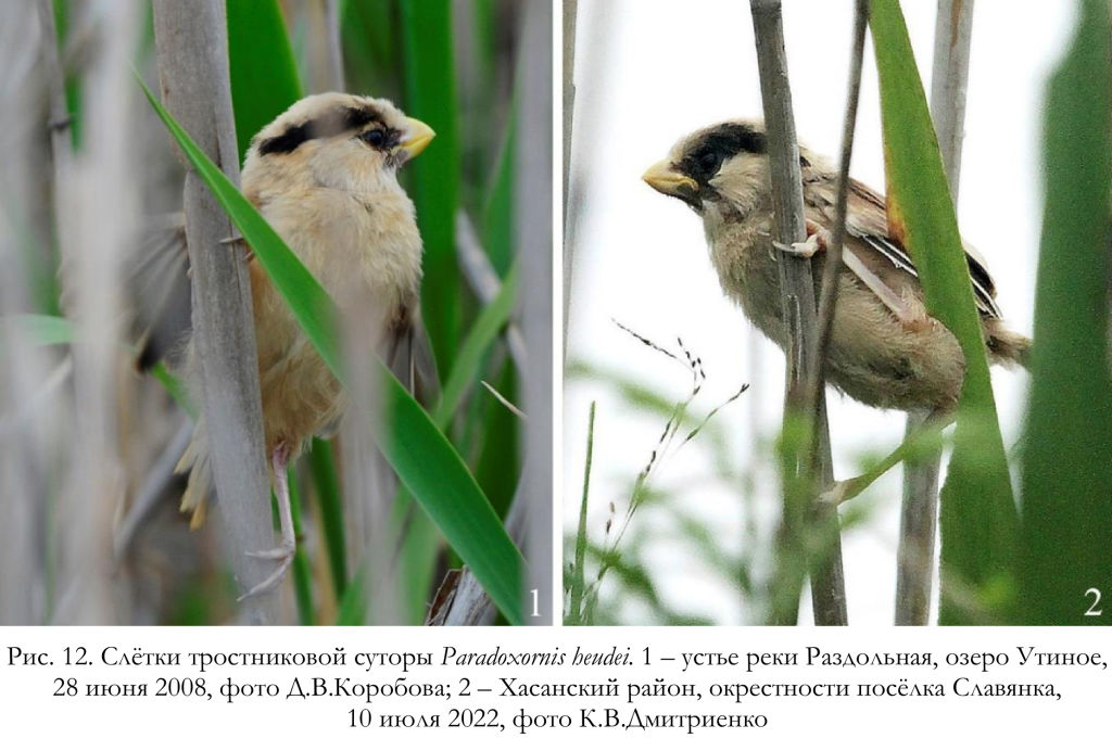 Слётки тростниковой суторы Paradoxornis heudei.