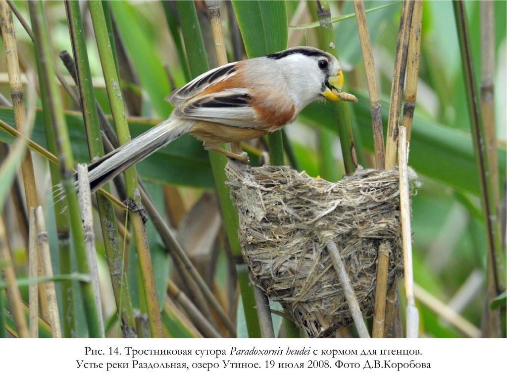 Тростниковая сутора Paradoxornis heudei с кормом для птенцов.