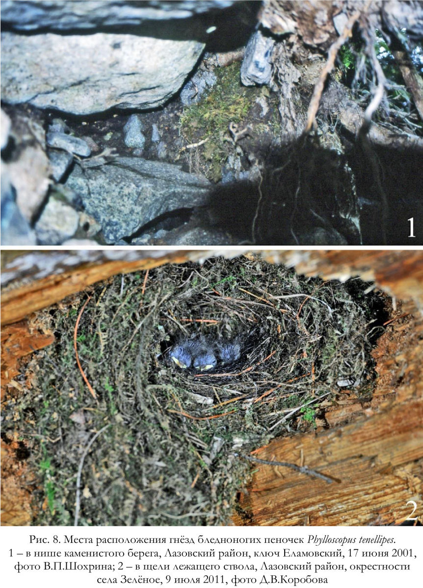Места расположения гнёзд бледноногих пеночек Phylloscopus tenellipes