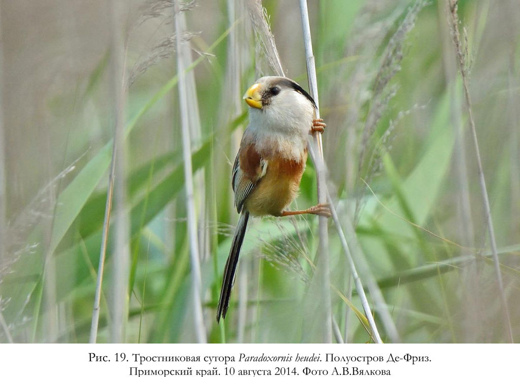 Тростниковая сутора Paradoxornis heudei. Полуостров Де-Фриз.
Приморский край.