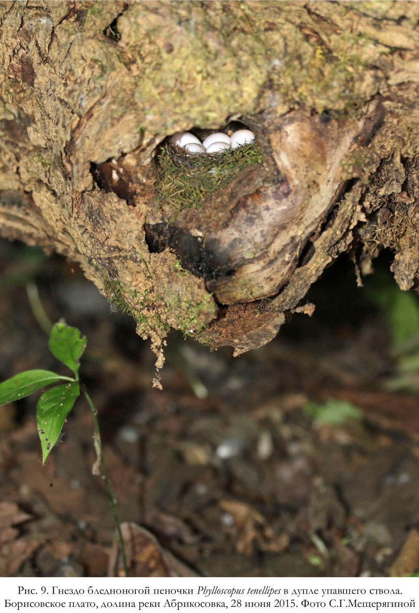 Гнездо бледноногой пеночки Phylloscopus tenellipes в дупле упавшего ствола