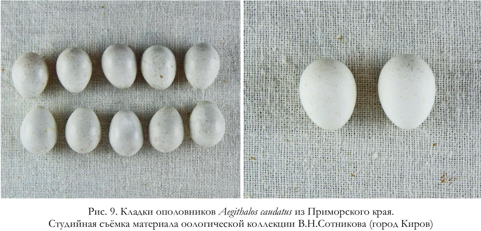 Кладки ополовников Aegithalos caudatus из Приморского края