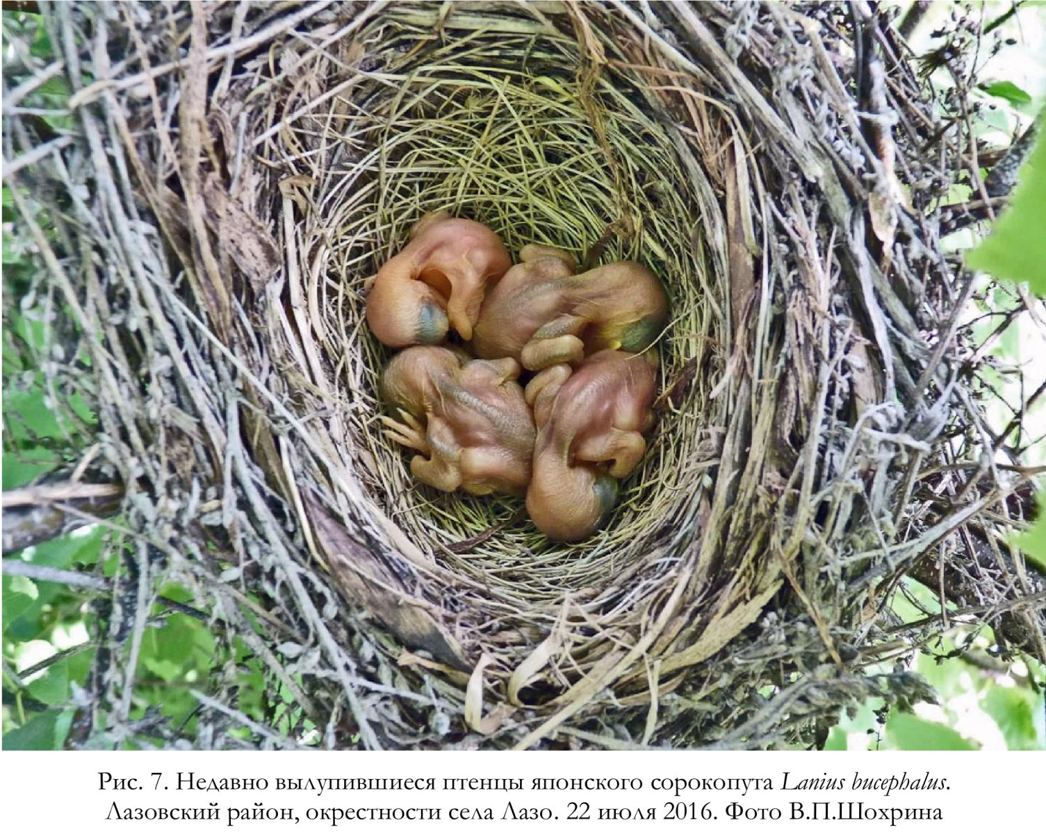 Недавно вылупившиеся птенцы японского сорокопута Lanius bucephalus
