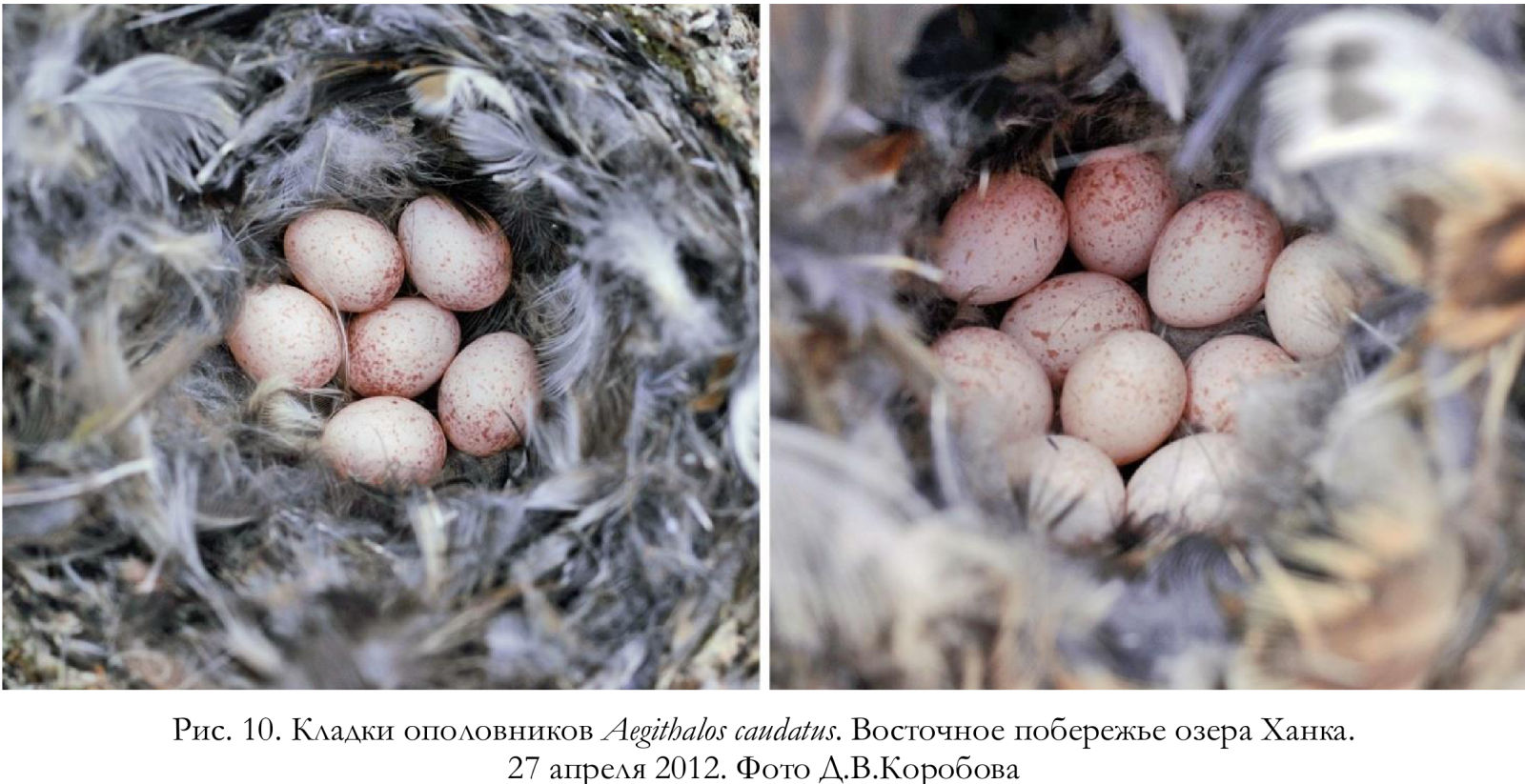 Кладки ополовников Aegithalos caudatus