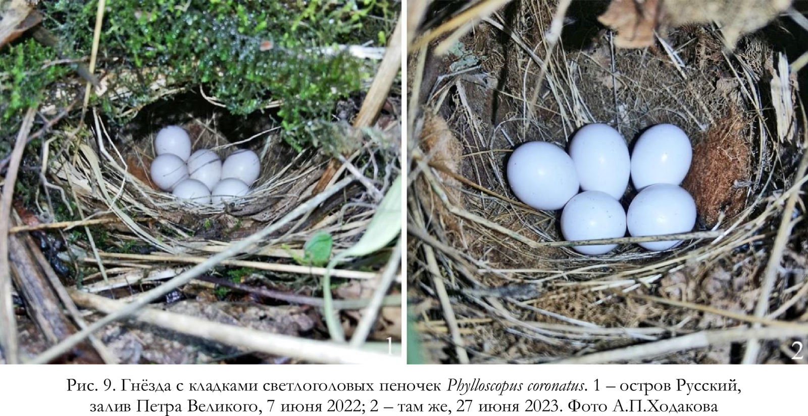 Гнёзда с кладками светлоголовых пеночек Phylloscopus coronatus