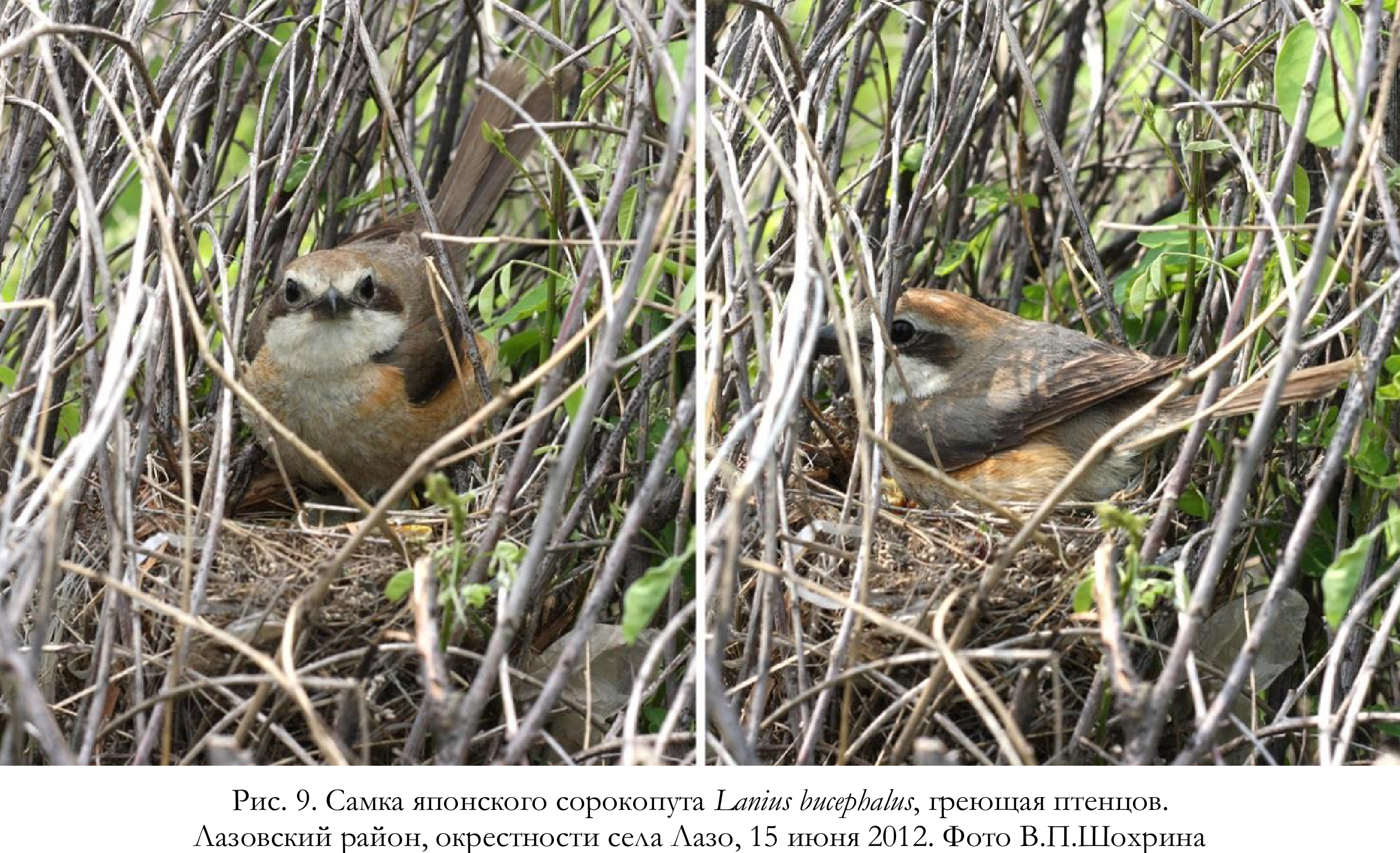 Самка японского сорокопута Lanius bucephalus, греющая птенцов.