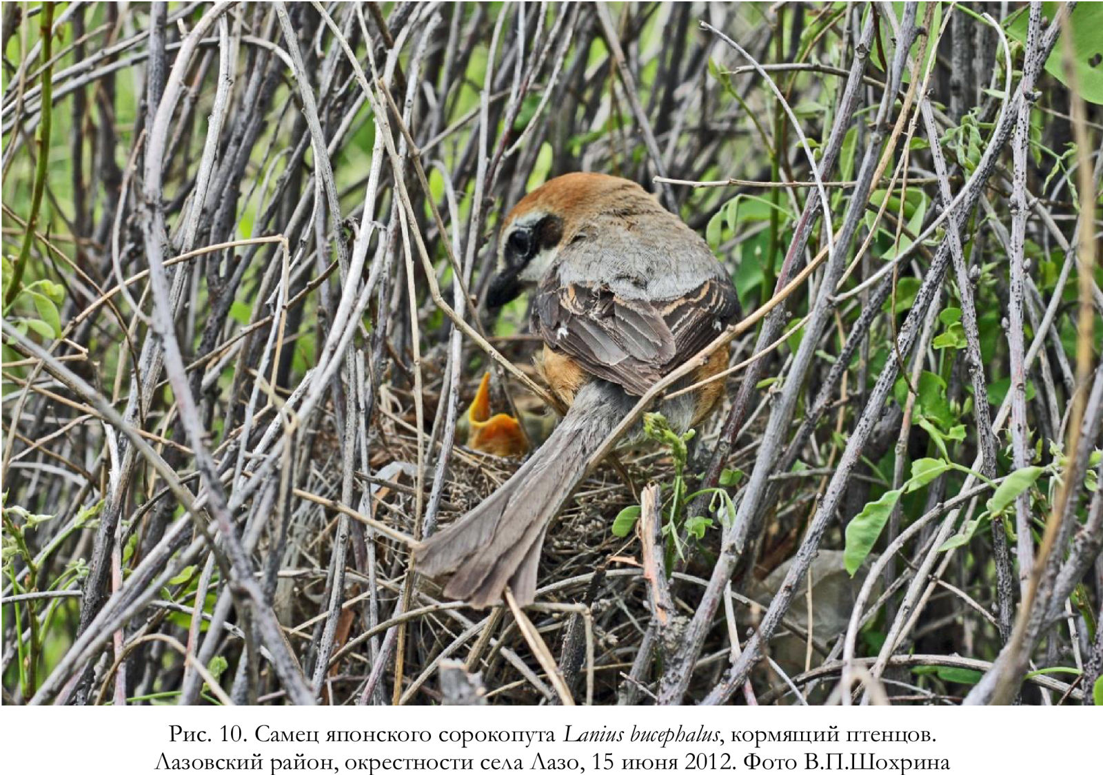Самец японского сорокопута Lanius bucephalus, кормящий птенцов