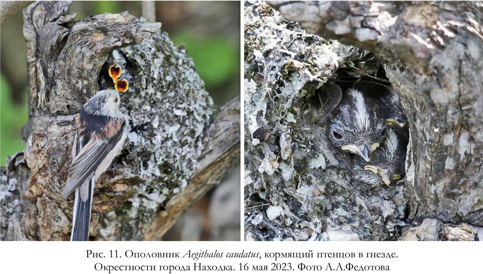 Ополовник Aegithalos caudatus, кормящий птенцов в гнезде