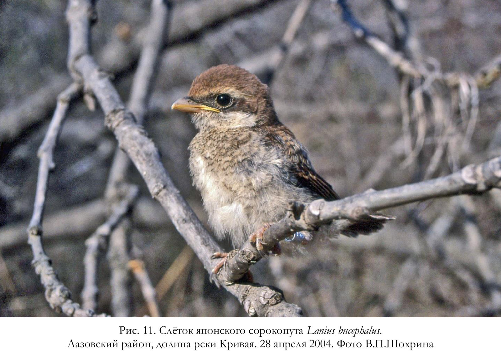 Слёток японского сорокопута Lanius bucephalus