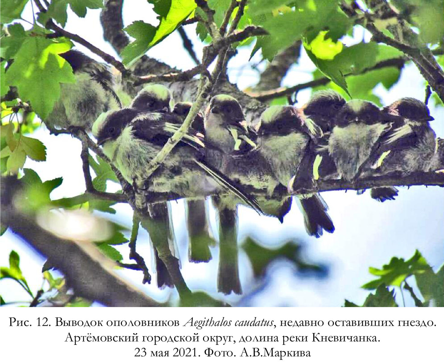 Выводок ополовников Aegithalos caudatus, недавно оставивших гнездо